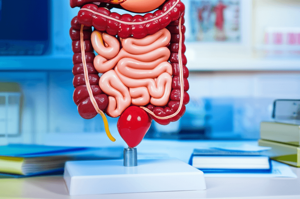 Medical illustration of the digestive system and colon for diverticulitis education